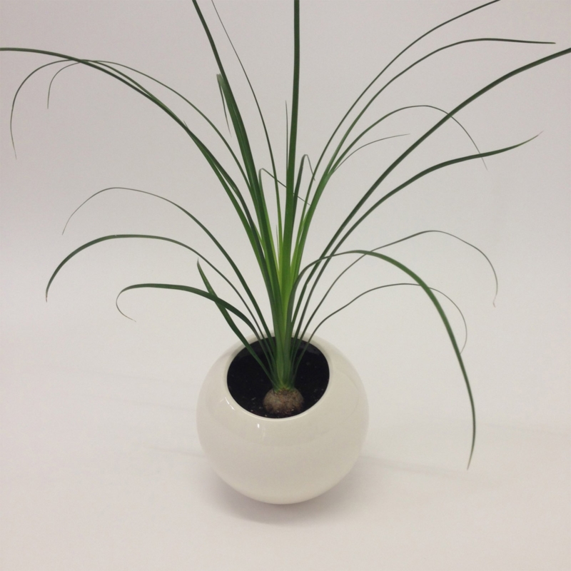 Marre Moerel - Spore planter vase small